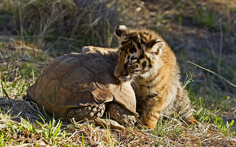 南非卡鲁的老虎谷保护区，一只5周大的孟加拉虎幼仔正与乌龟玩耍。小老虎虽然表现出温柔的一面，但乌龟显然不愿意相信，一直把脑袋缩在壳里。