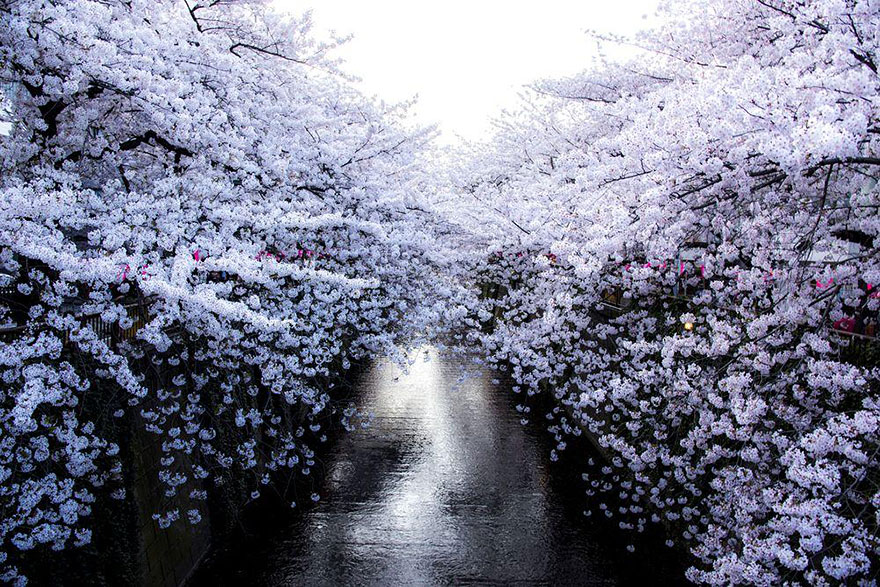 为了共同庆祝日本这个美丽的季节，国家地理杂志邀请了成员拍下樱花绽放的一刻。光是看到相片，便已经想立刻飞到日本与友人来一场赏花聚会了！Photograph by Masayuki Yamashita